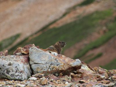 Wildlife in the San Juans